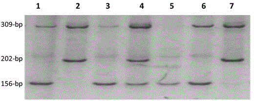 Molecular marker for rice blast resistance gene Pita and application thereof