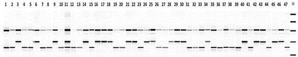 Molecular marker for rice blast resistance gene Pita and application thereof