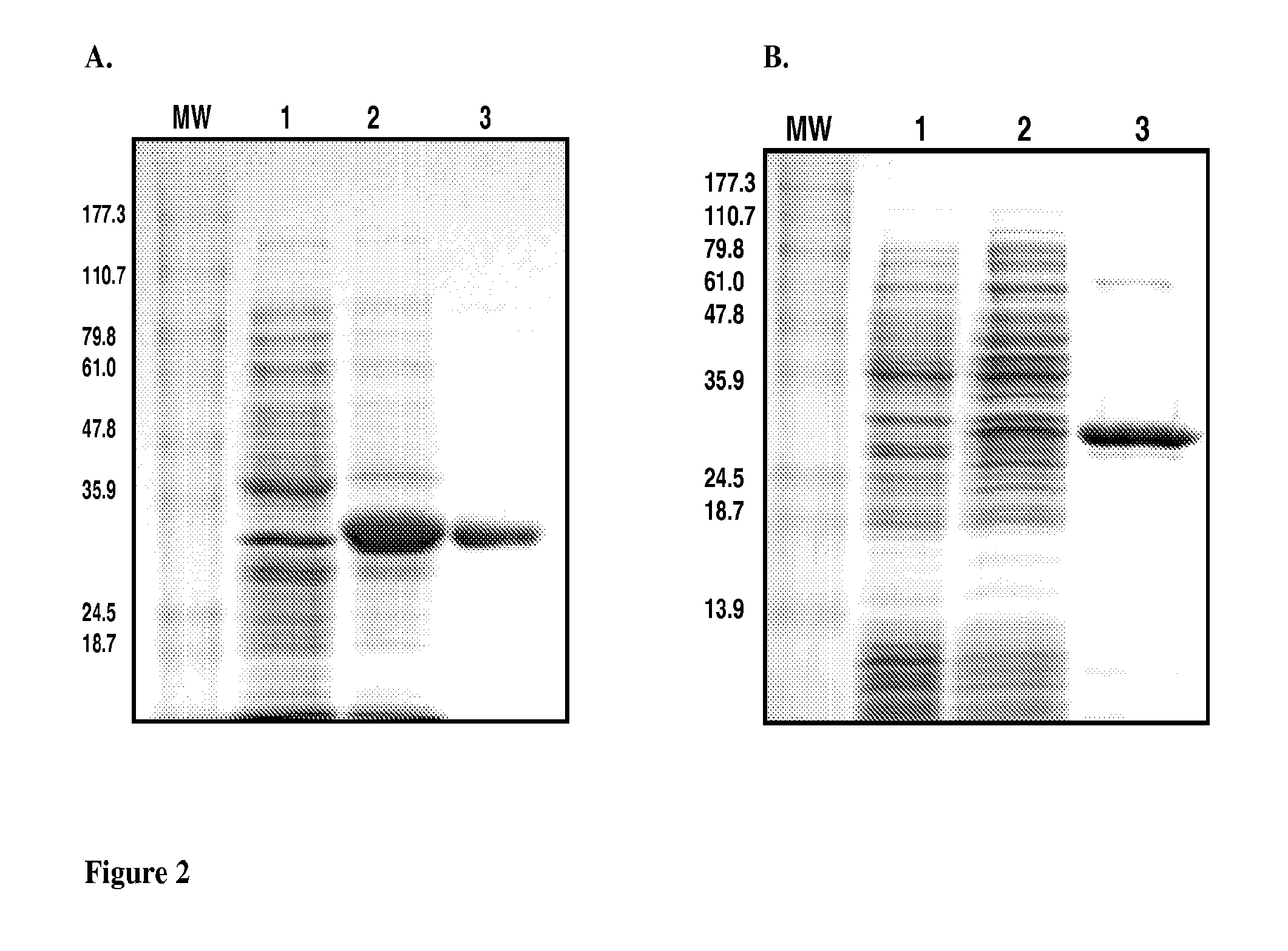 Inhibitors of methionine aminopeptidases and methods of treating disorders