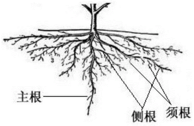 A method for realizing the stable supply of soil moisture for shallow-rooted plants