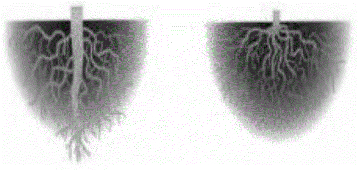 A method for realizing the stable supply of soil moisture for shallow-rooted plants