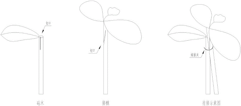 Grafting method for increasing watermelon grafting survival rate