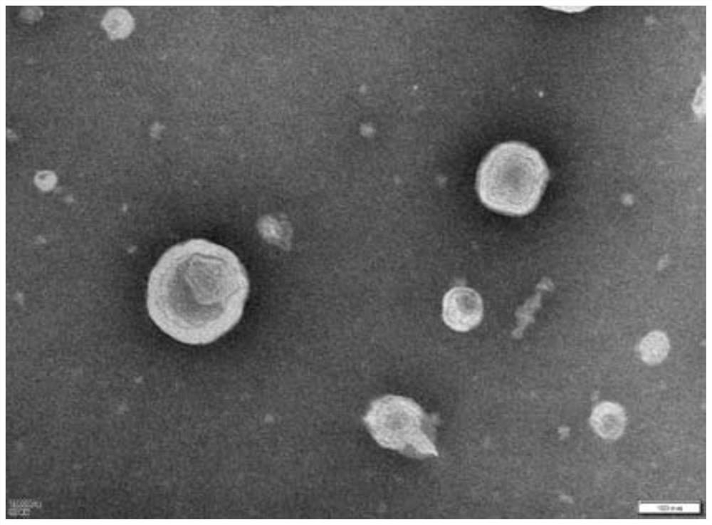 Hydroxyl-alpha-sanshool nano-liposome and preparation method thereof