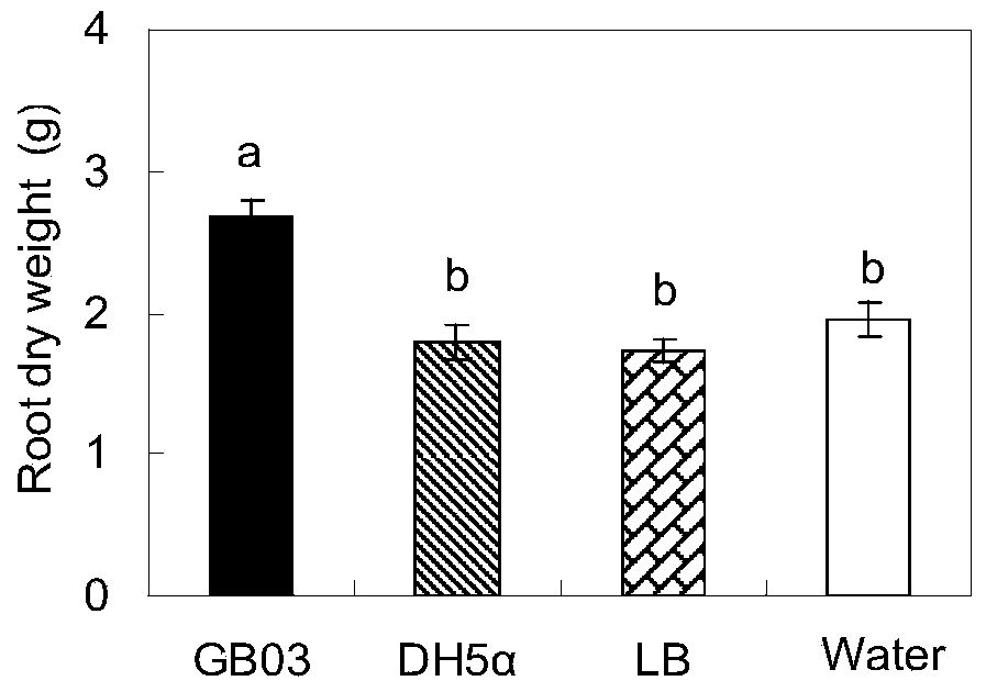 Method for controlling Codonopsis pilosula yield and metabolite accumulation by utilizing bacteriabeneficial beneficial bacteria