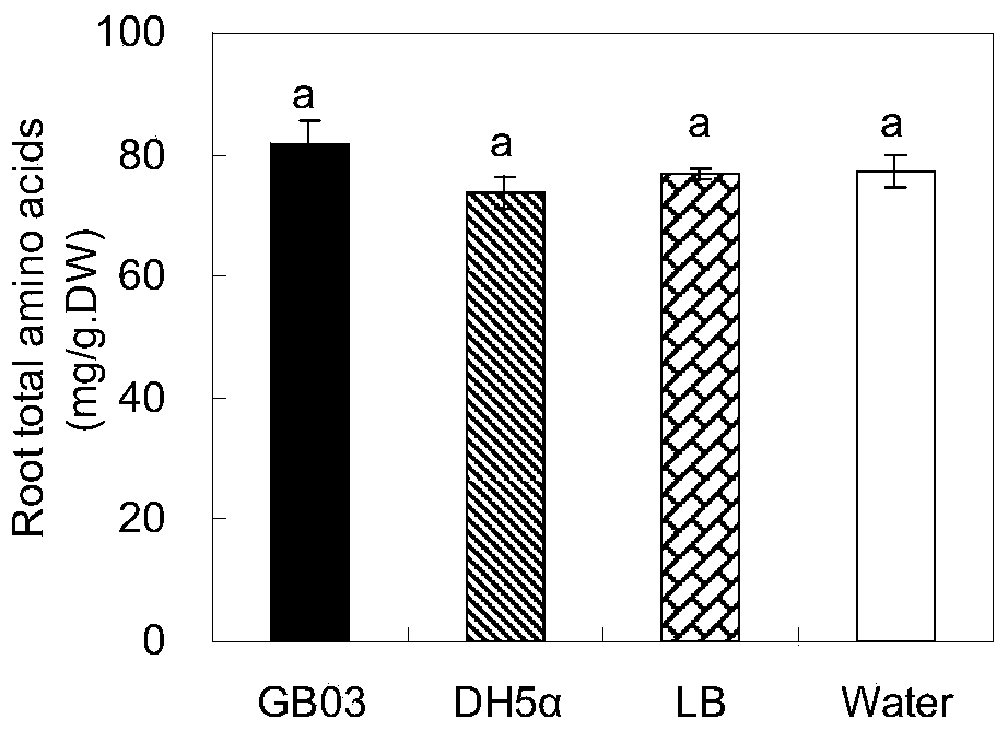 Method for controlling Codonopsis pilosula yield and metabolite accumulation by utilizing bacteriabeneficial beneficial bacteria