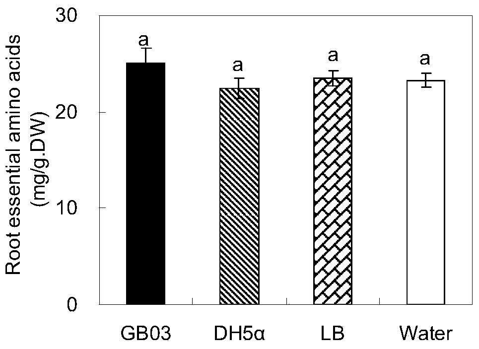 Method for controlling Codonopsis pilosula yield and metabolite accumulation by utilizing bacteriabeneficial beneficial bacteria