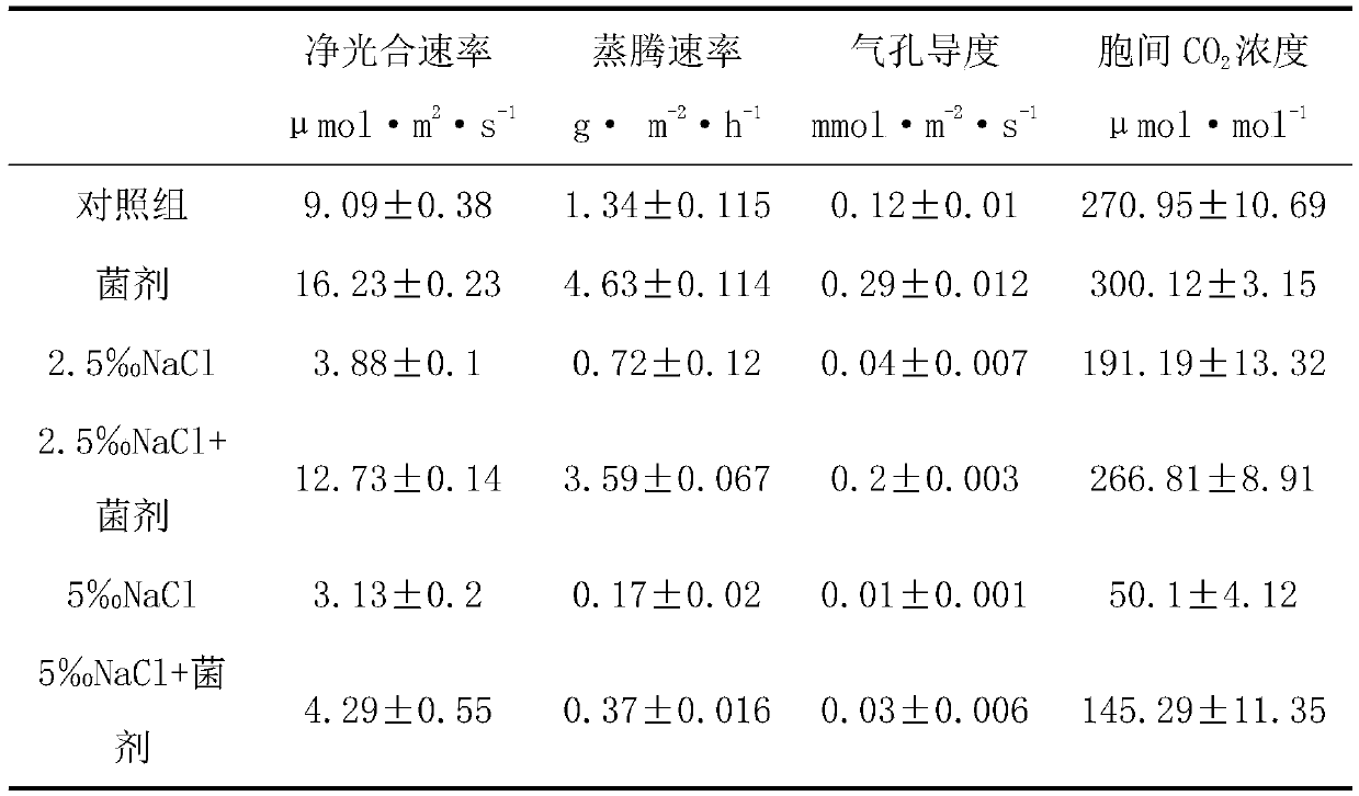 Salt-tolerant growth-promoting bacterium strain D5-2 and application thereof