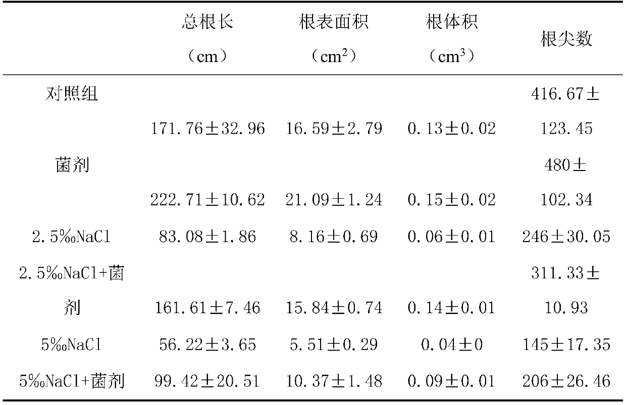 Salt-tolerant growth-promoting bacterium strain D5-2 and application thereof