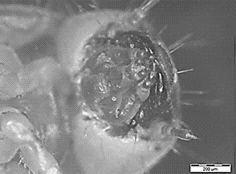 Method of degrading waste film materials through yellow meal worms