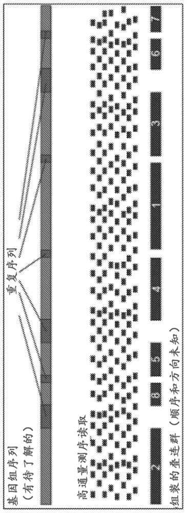 Methods for genome assembly, haplotype phasing, and target-independent nucleic acid detection