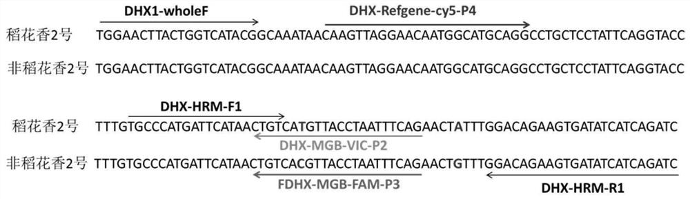 Rice SNP (Single Nucleotide Polymorphism) marker and application thereof