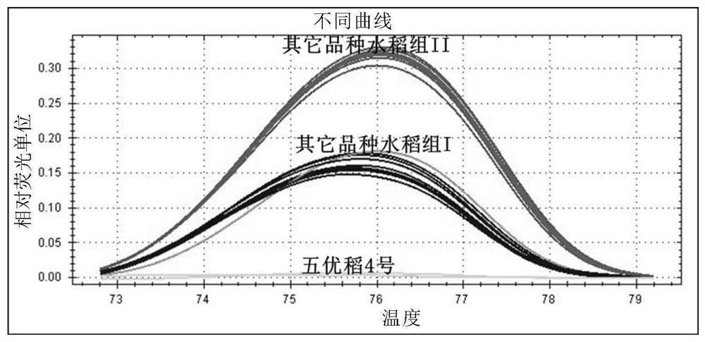 Rice SNP (Single Nucleotide Polymorphism) marker and application thereof