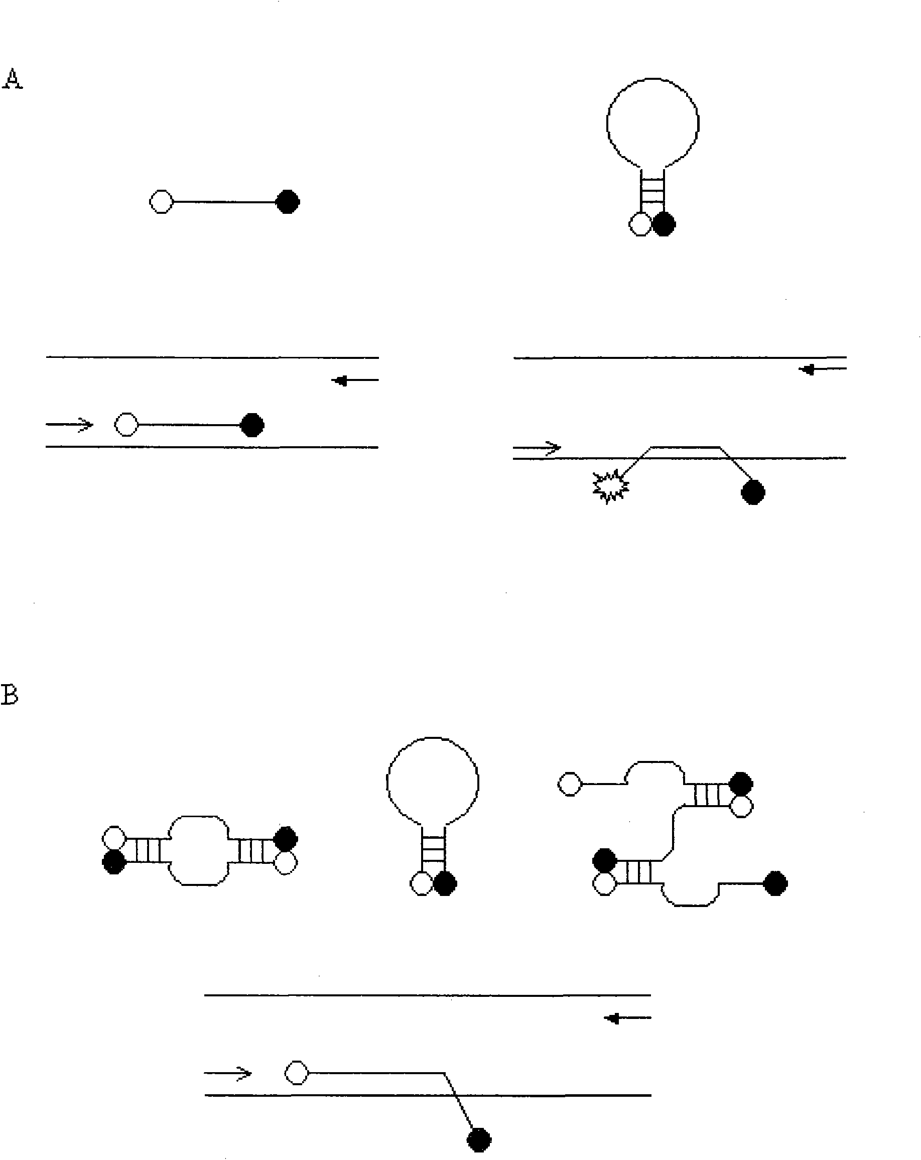 Taqman real-time fluorescence PCR (polymerase chain reaction) capable of reducing polymerization with primers