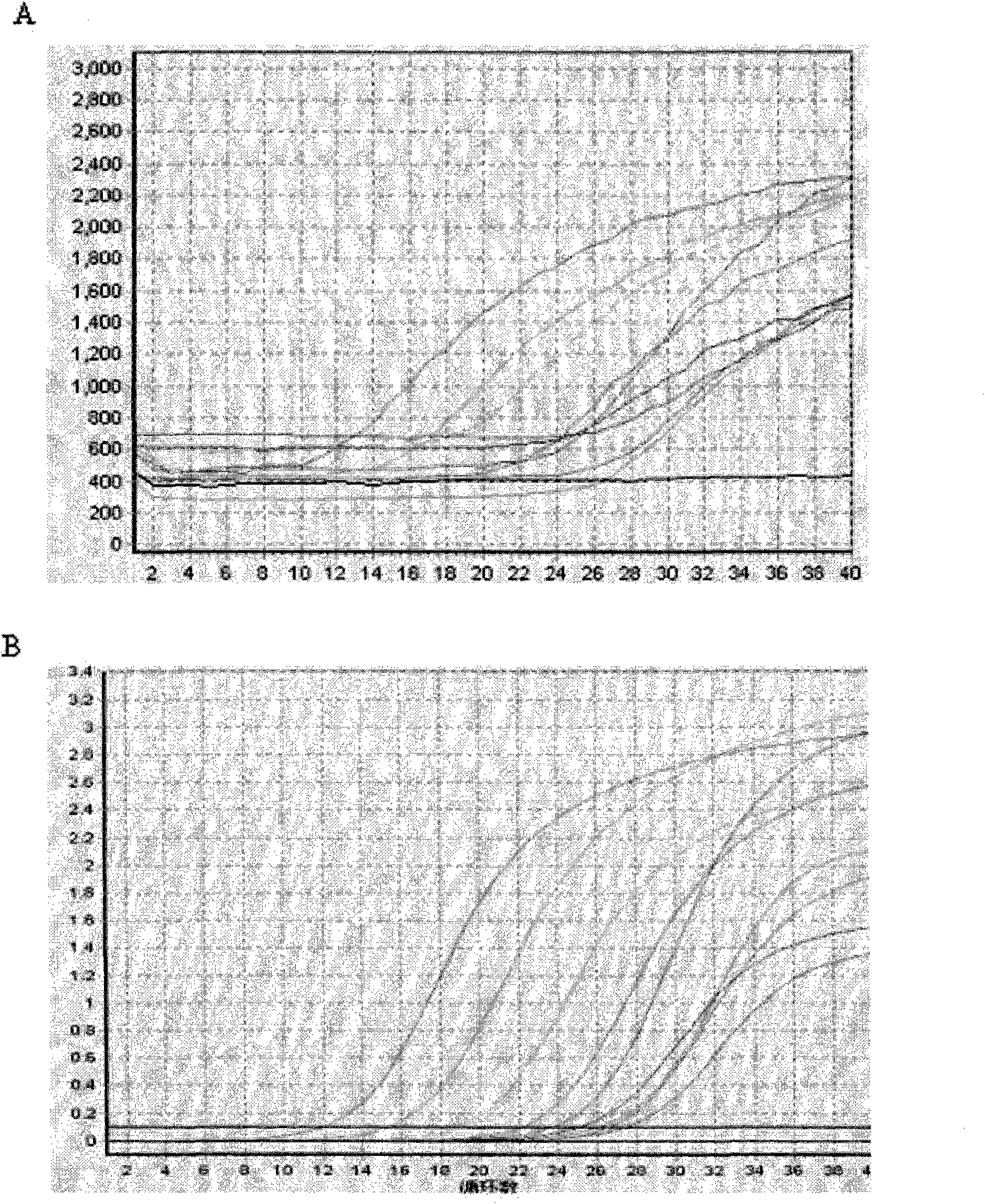 Taqman real-time fluorescence PCR (polymerase chain reaction) capable of reducing polymerization with primers