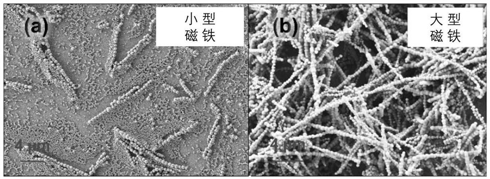 Multifunctional magnetic control nano chain with biological catalysis effect