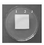 Genetic transformation method for agrobacterium tumefacien-mediated fusarium oxysporum sesame specialized strain