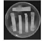 Genetic transformation method for agrobacterium tumefacien-mediated fusarium oxysporum sesame specialized strain