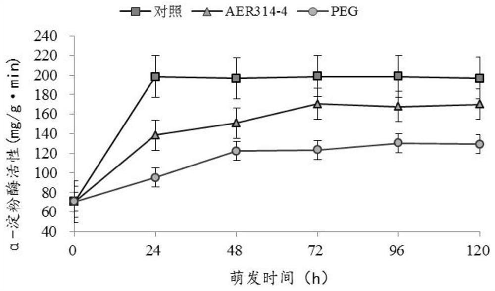 A kind of symbiotic anti-drought endophyte for promoting seed germination and its application