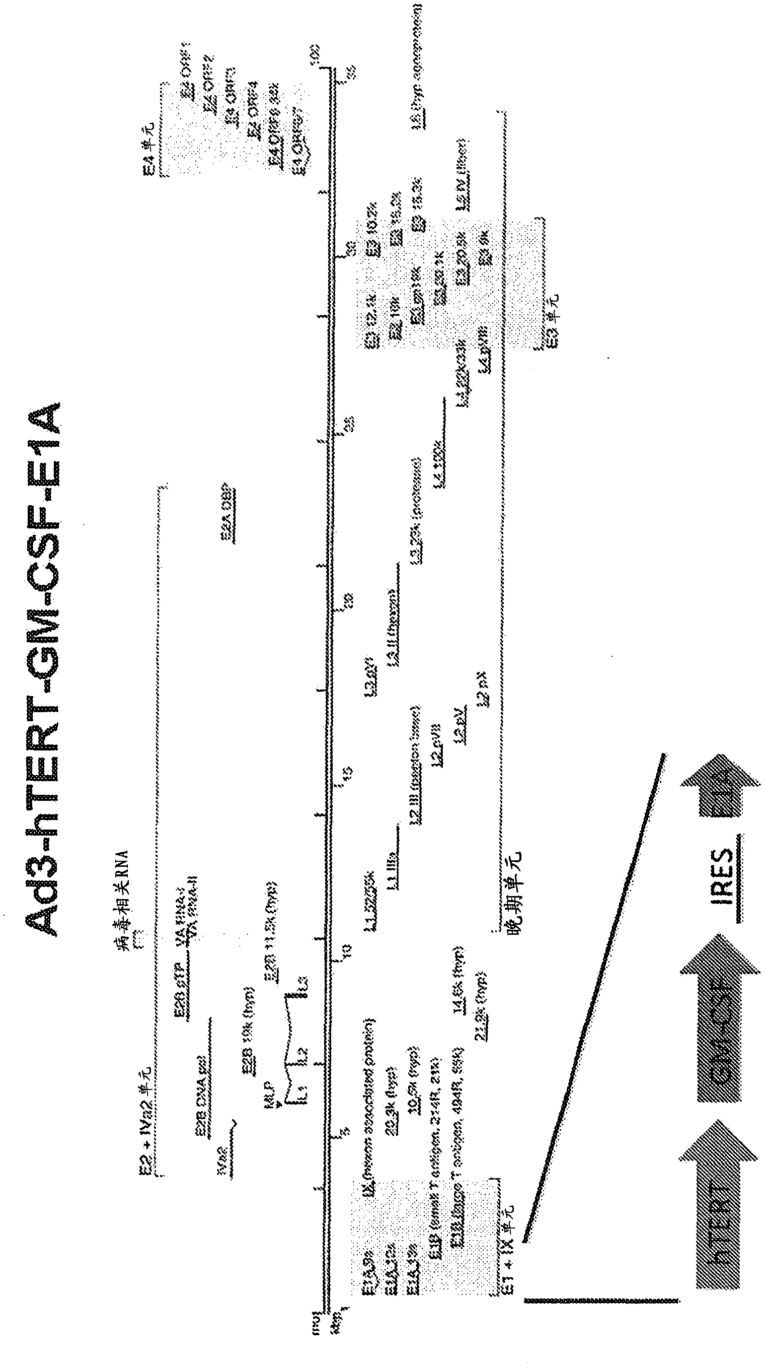 Non-ad5 adenoviral vectors and methods and uses related thereto