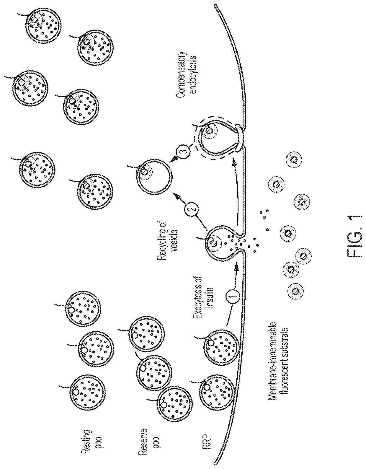 Compositions for detecting secretion and methods of use