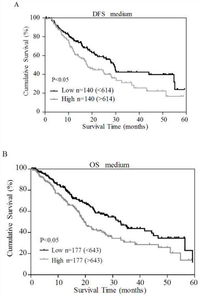 Molecular marker MLLT11 for diagnosing and treating bladder cancer and application of molecular marker MLLT11