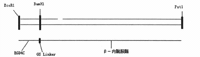 Recombinant beta-lactamase-RGD-fusion protein and application thereof in medicine