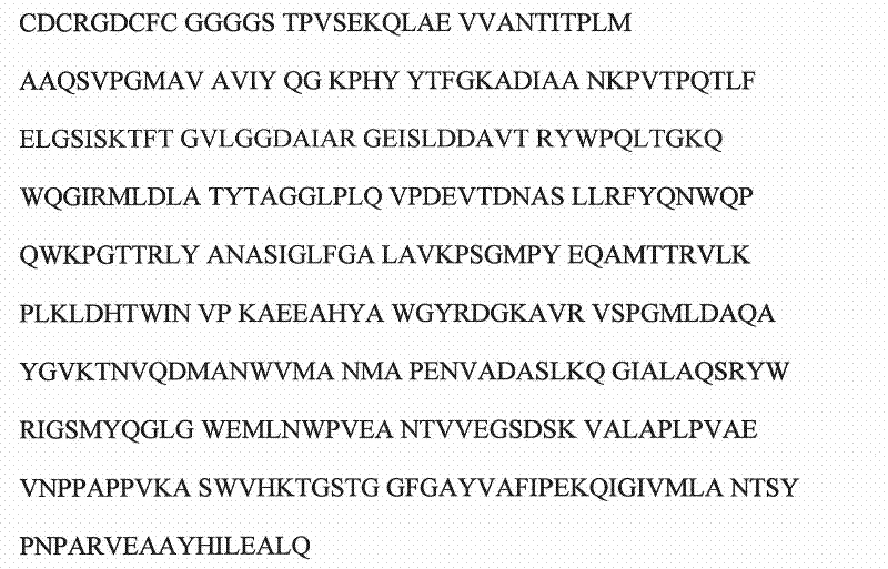 Recombinant beta-lactamase-RGD-fusion protein and application thereof in medicine