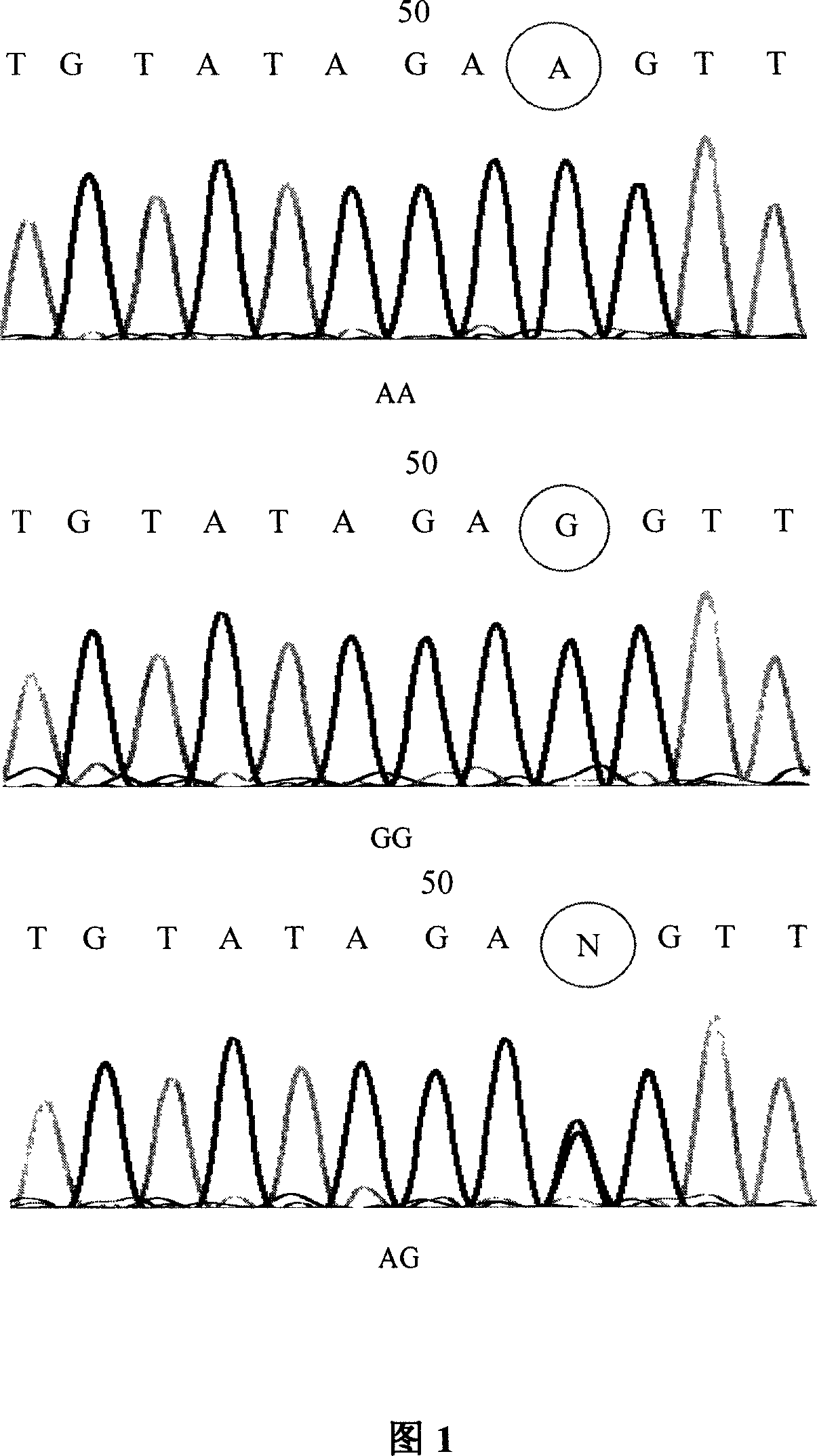 Mononucleotide polymorphic site of CDC6 gene correlated to primary liver cancer and application thereof