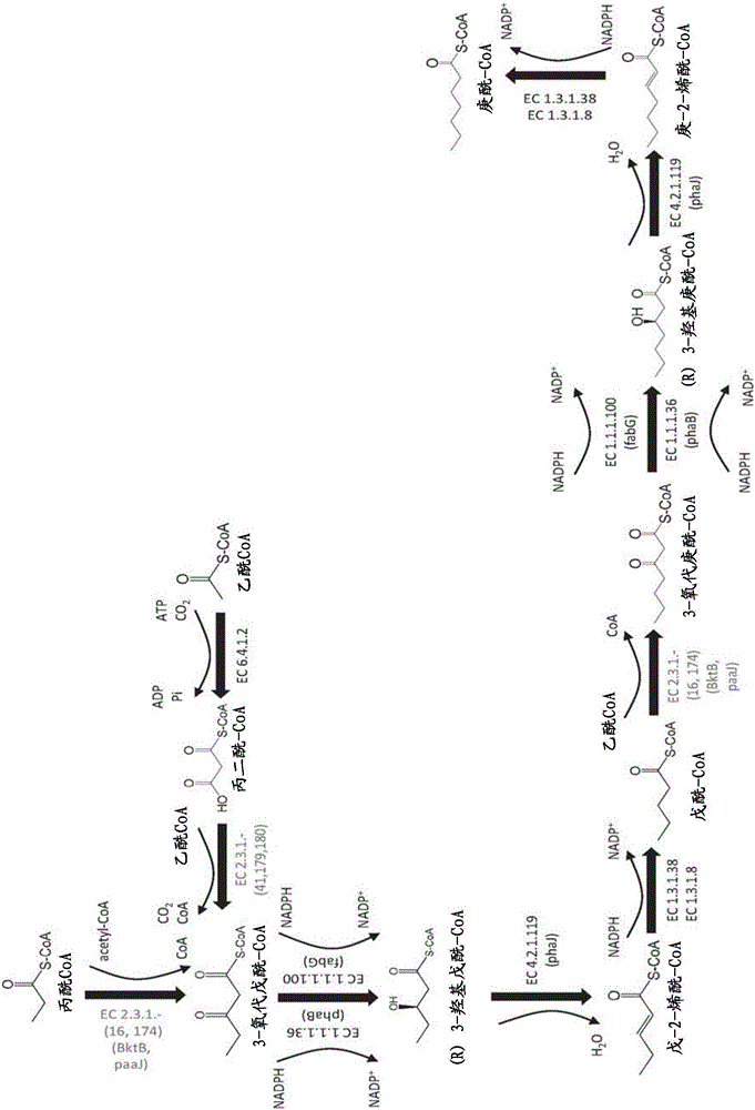 Methods, reagents and cells for biosynthesizing compounds