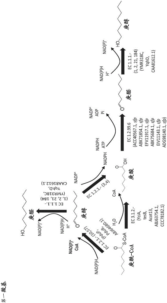 Methods, reagents and cells for biosynthesizing compounds