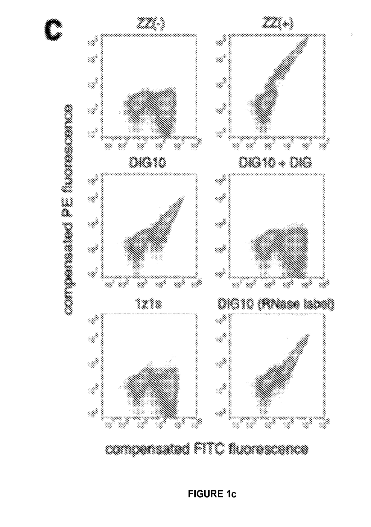 High affinity digoxigenin binding proteins