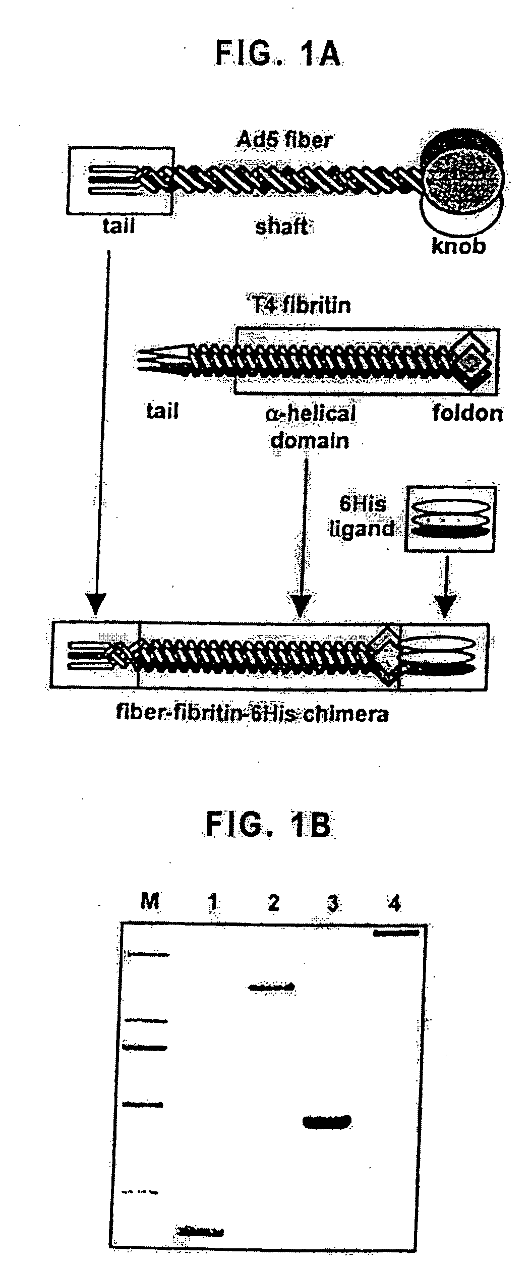 Modified adenovirus containing a fiber replacement protein