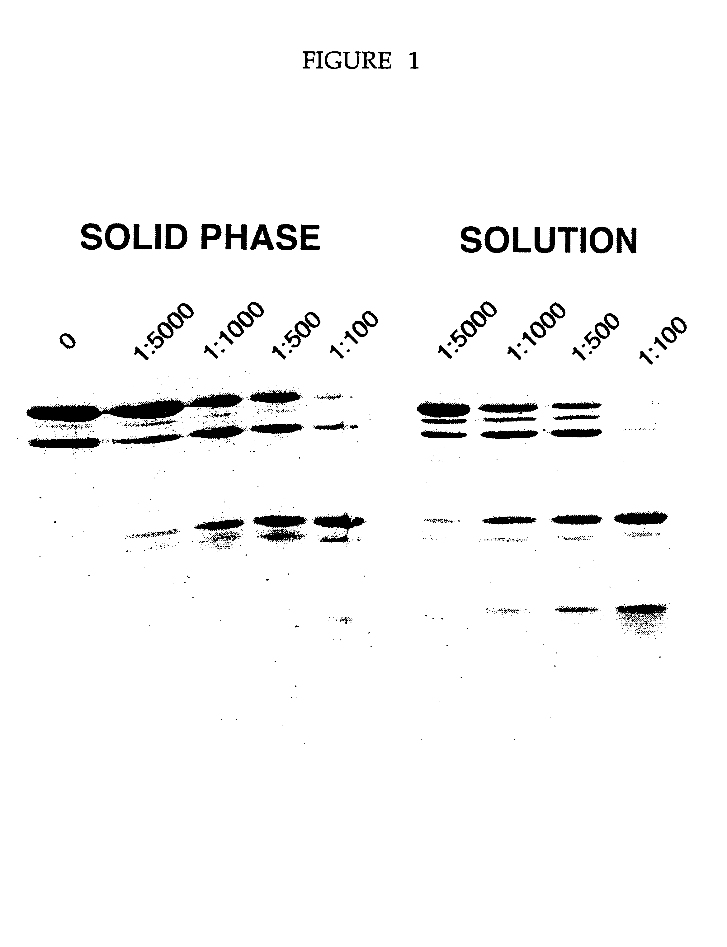 Device and method for the determination of protein domain boundaries