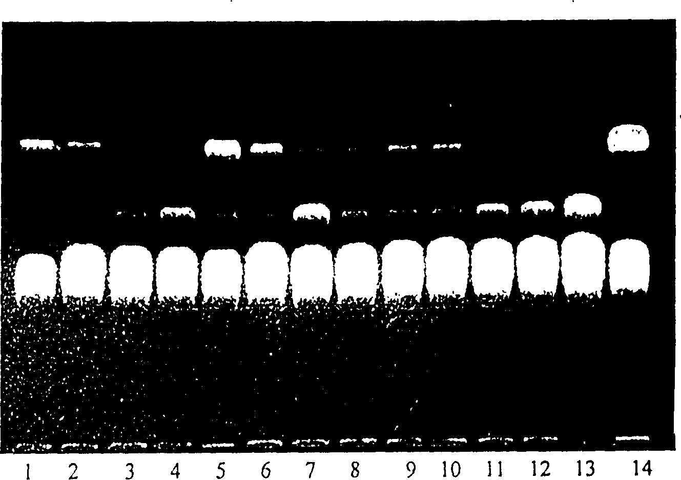 Ripening agent and eliminating agent for abnormal black balliary matter and its preparation method