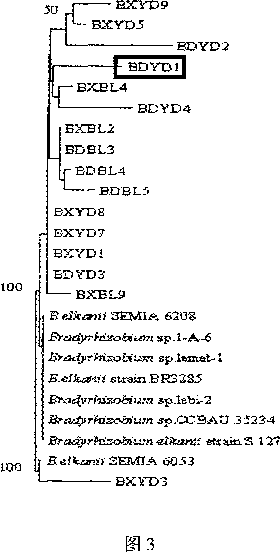 Root nodule azotobacter strain BDYD1 and uses thereof