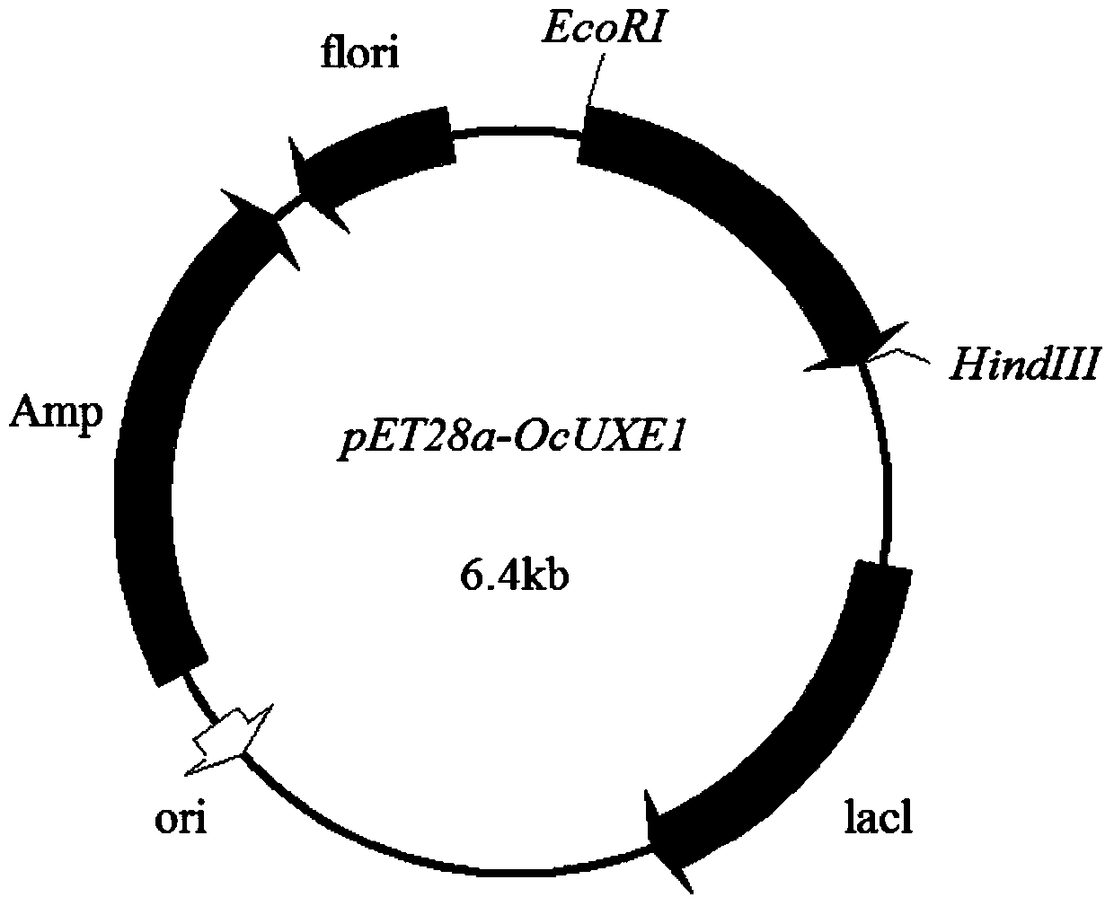 A uridine-5'-diphosphate xylose epimerase derived from Dieffenbachia tiger eye, its nucleotide sequence and application