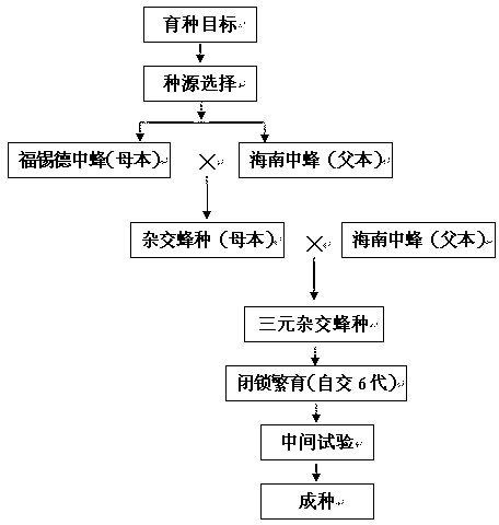 Method for breeding special pollination apis cerana