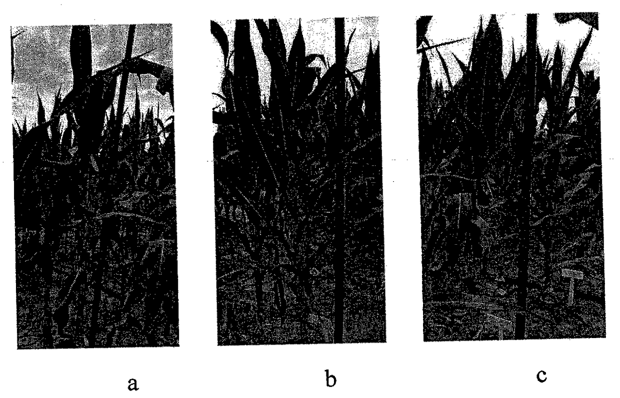 A method for inducing tetraploid silage corn