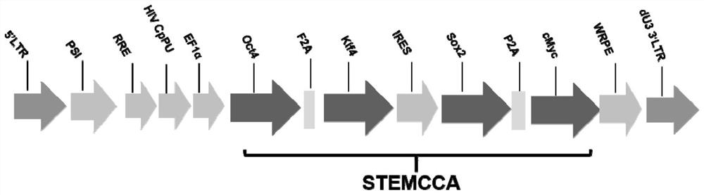 Method for directional differentiation of induced pluripotent stem cells into lymphoid tissue induced cells