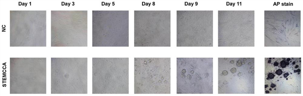 Method for directional differentiation of induced pluripotent stem cells into lymphoid tissue induced cells