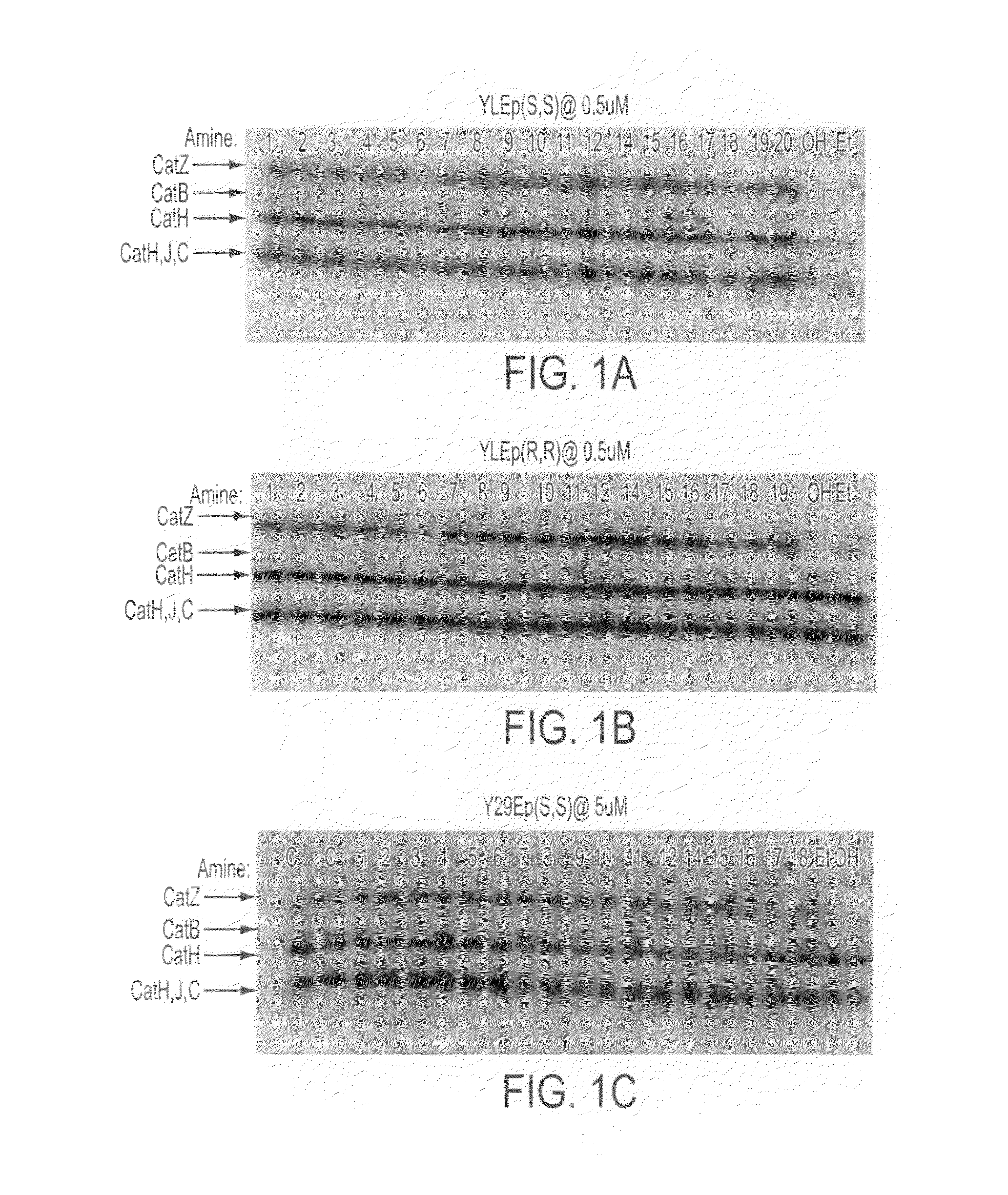 Epoxide inhibitors of cysteine proteases