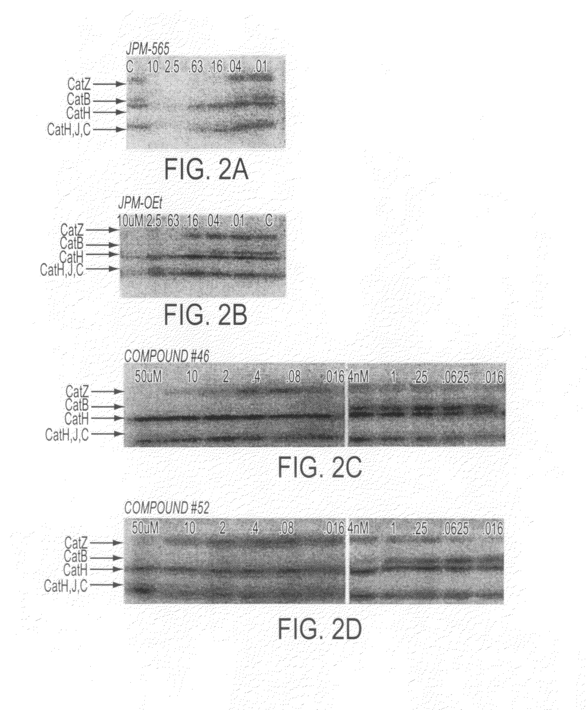 Epoxide inhibitors of cysteine proteases