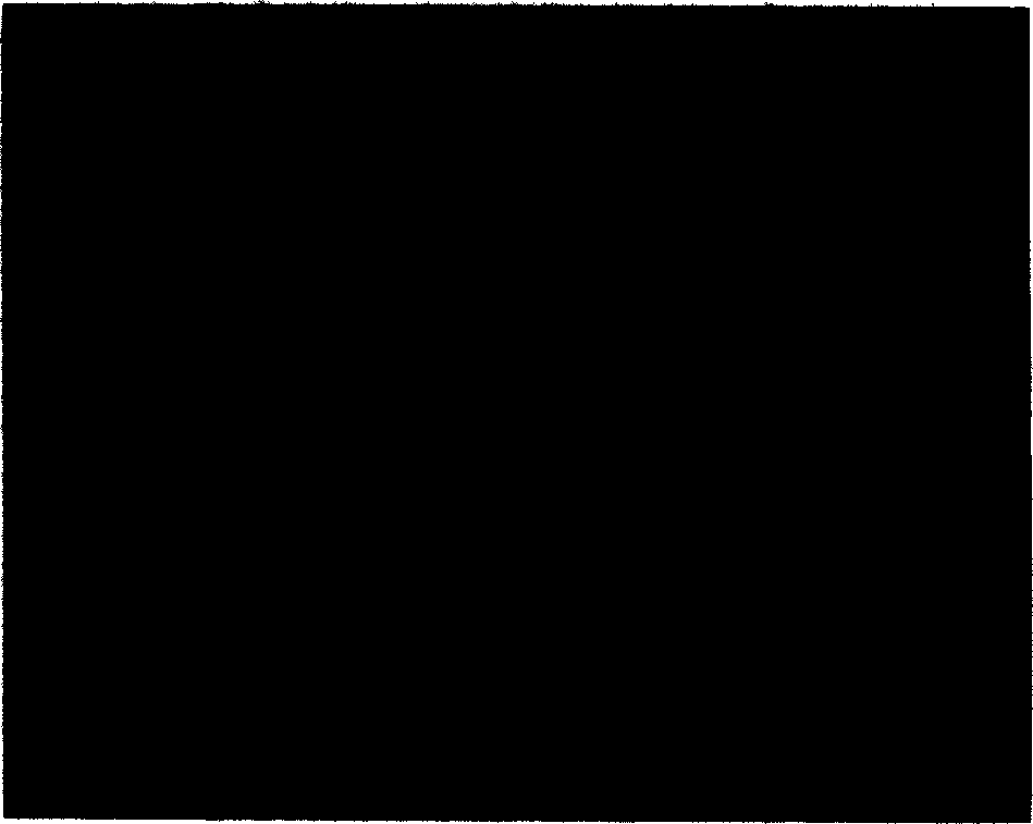 SARS coronavirus nucleocapsid protein monoclonal antibody, hybridoma for producing the same, detection agent containing the same and use thereof