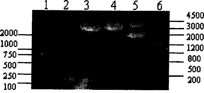 Genic engineering strain of expression recombinant prawn peptide Pen24 and its use