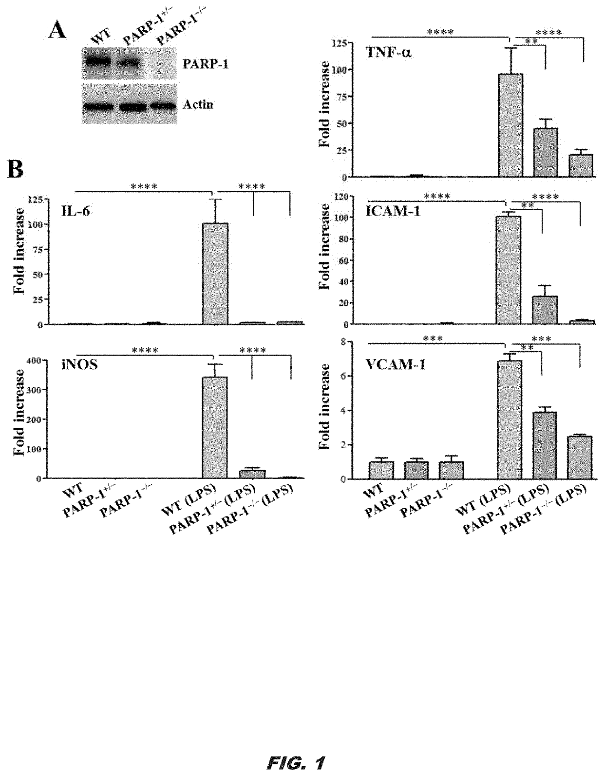 Parp-1 and methods of use thereof