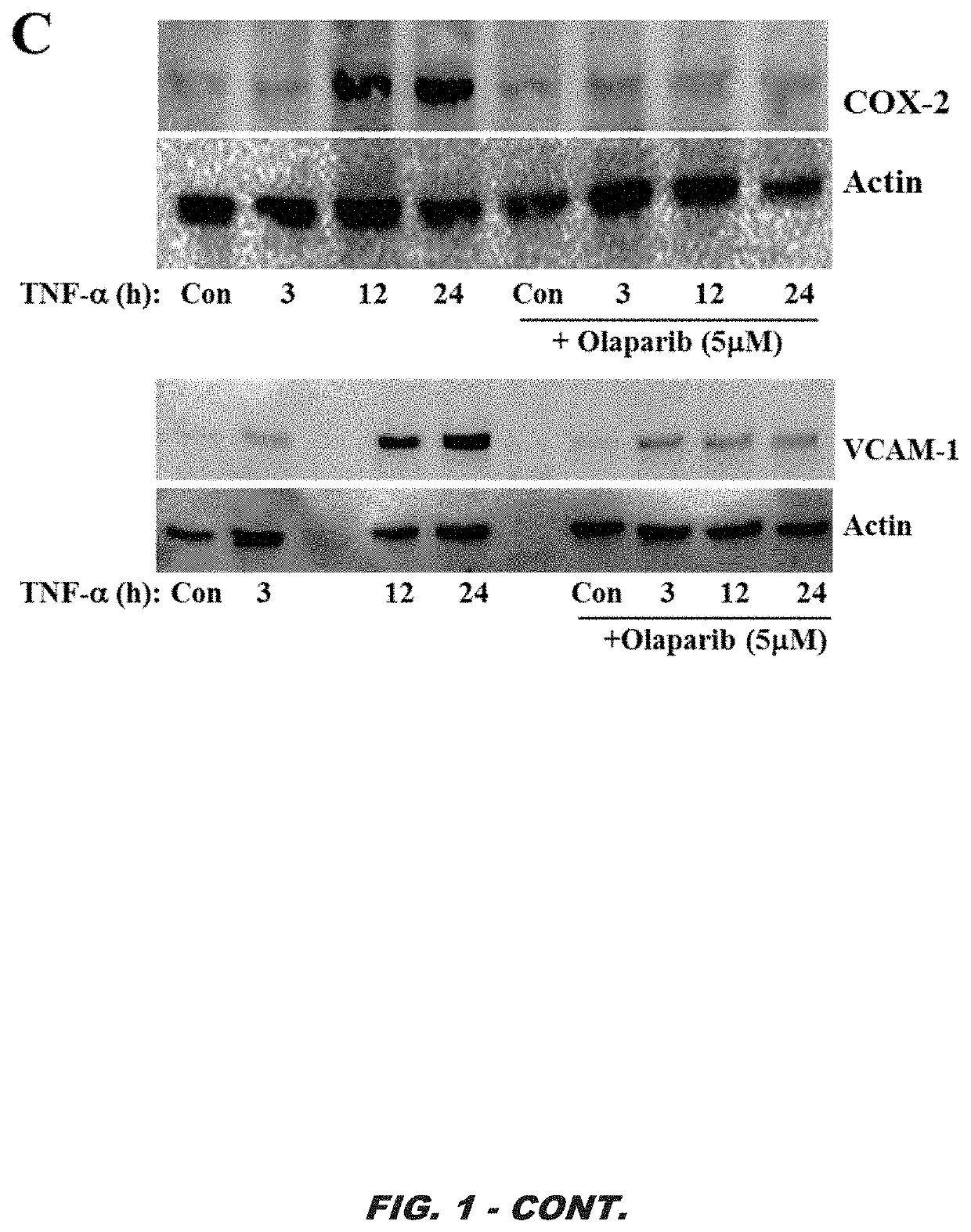 Parp-1 and methods of use thereof