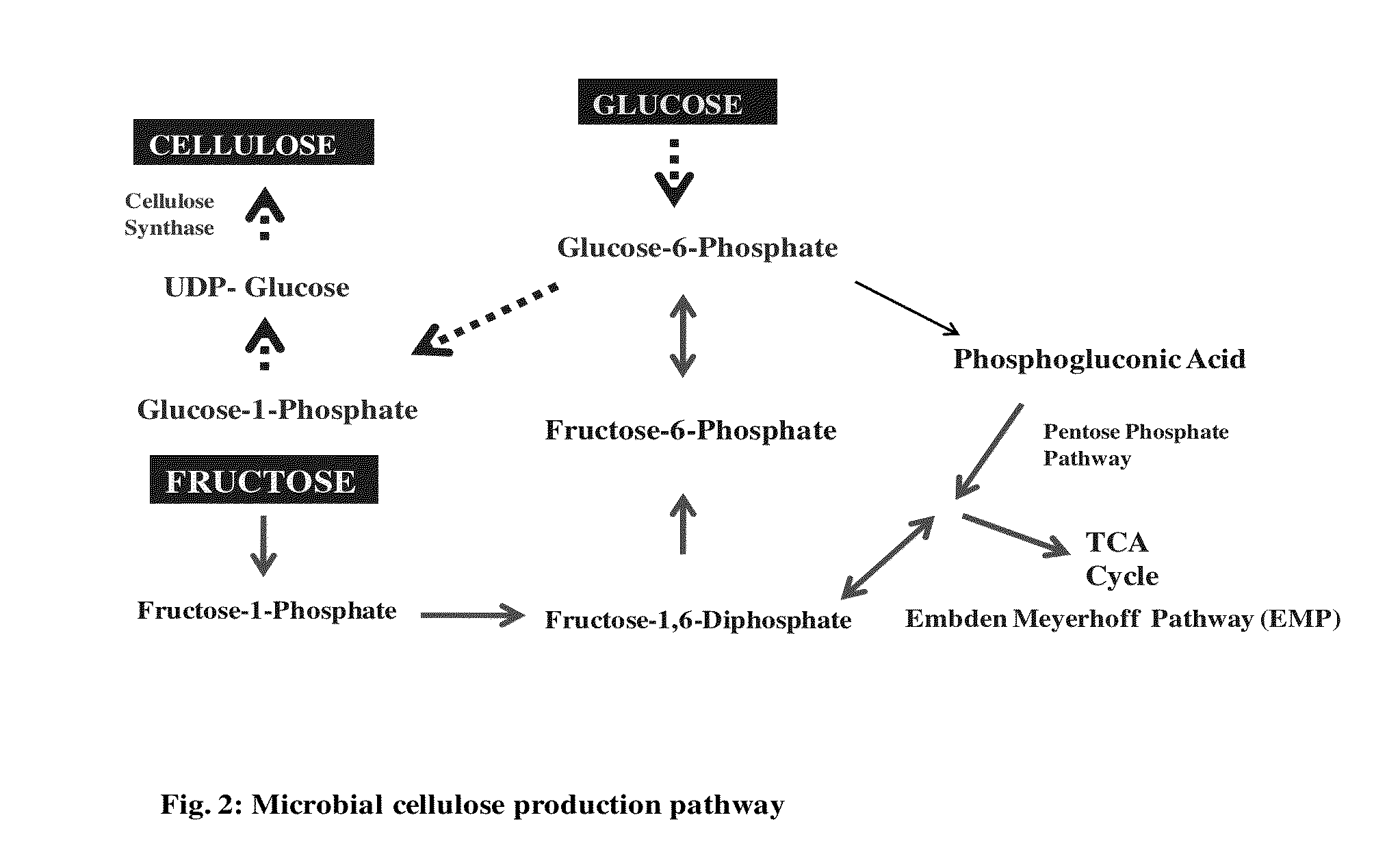 Novel isolated bacterial strain of gluconacetobacter oboediens and an optimized economic process for microbial cellulose production therefrom