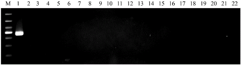 Ustilaginoidea virens PCR detection primers and application thereof