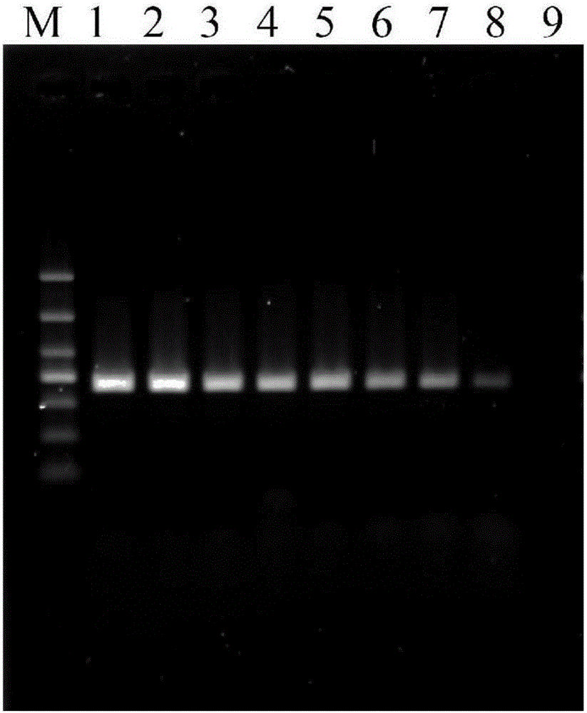 Ustilaginoidea virens PCR detection primers and application thereof