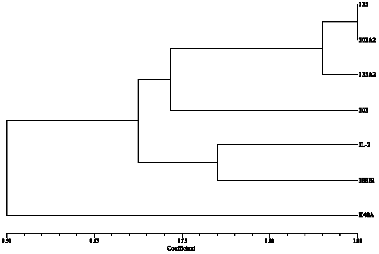 New lentinula edodes strain K48 and breeding method thereof